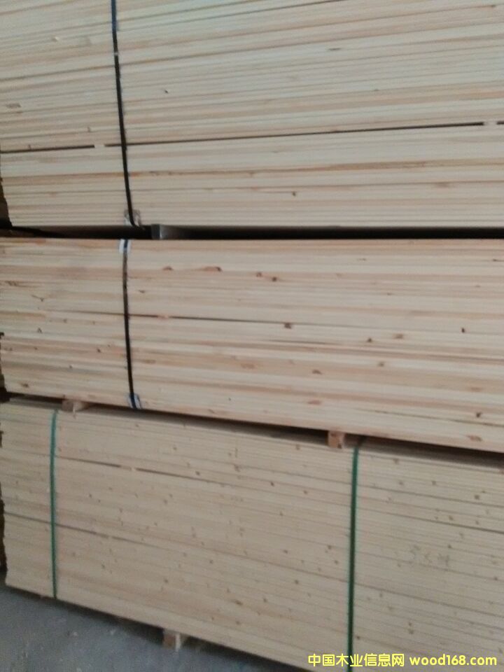 俄羅斯樟子松 俄羅斯樟子松