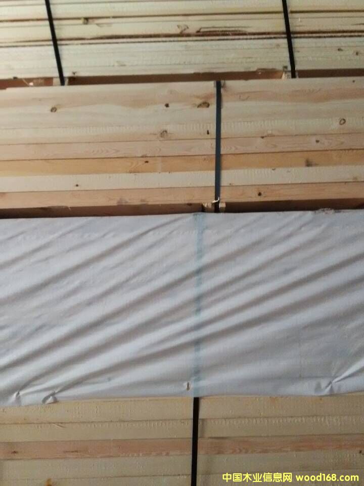 俄羅斯樟子松 俄羅斯樟子松