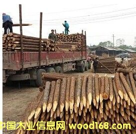 防汛杉木樁 防汛杉木樁