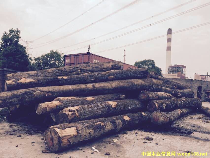 塞爾維亞白橡木 塞爾維亞白橡木