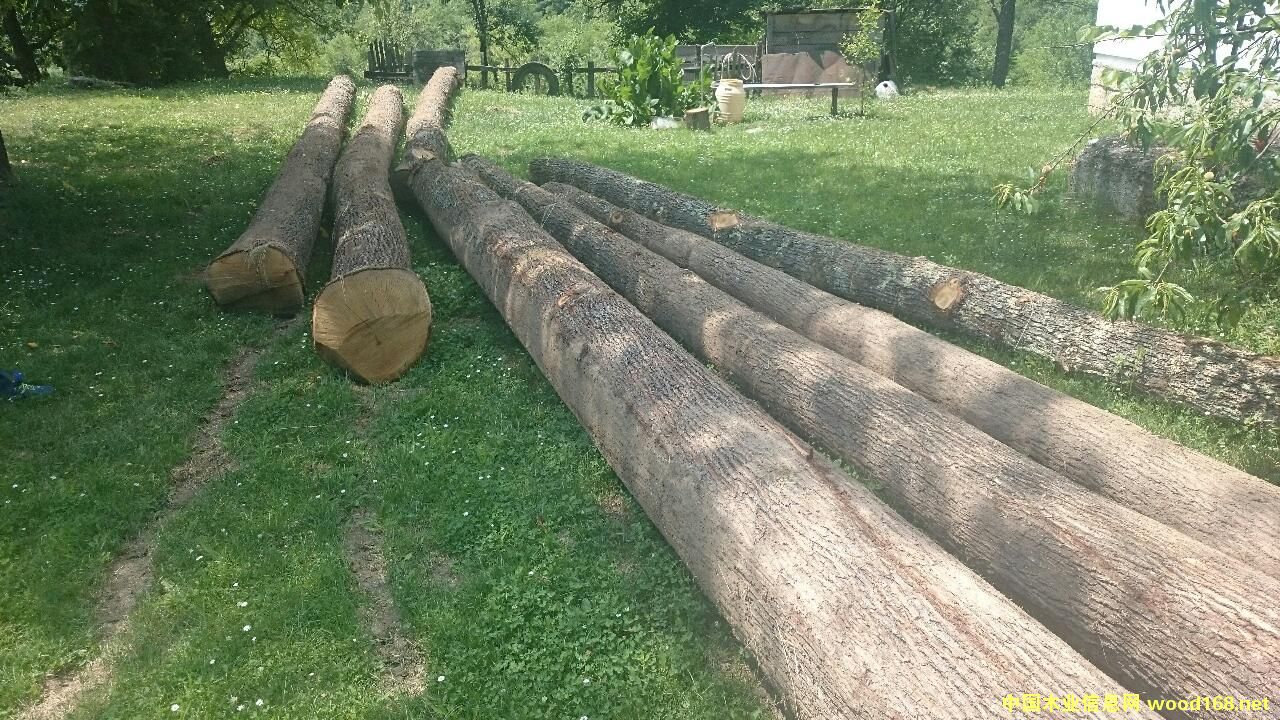 橡木原木的詳細(xì)介紹