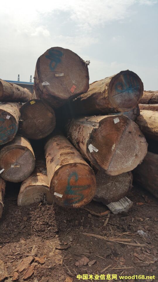 加拿大花旗 加拿大花旗