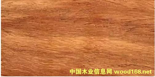 ӡ����̴����̴�ٻ���ľ��׷Q����ľ��