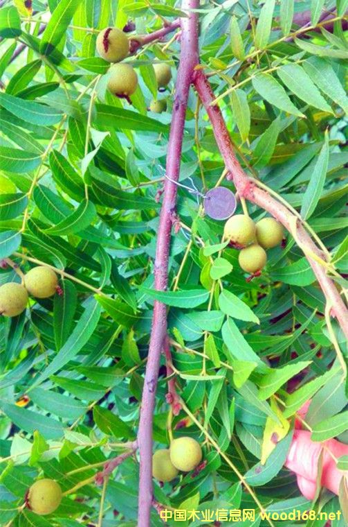 �c���鿴���^����-�ִ�ԭ��-�˵����ϷŴ�DƬ