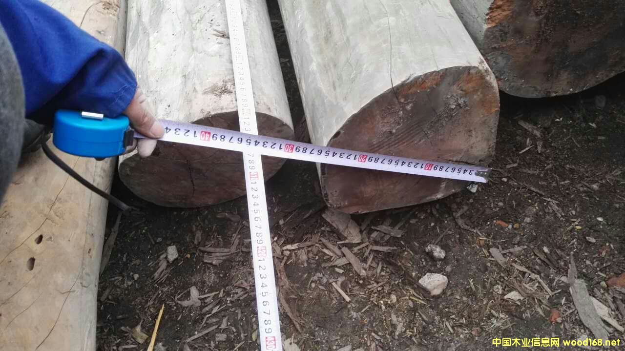 花梨木的詳細(xì)介紹