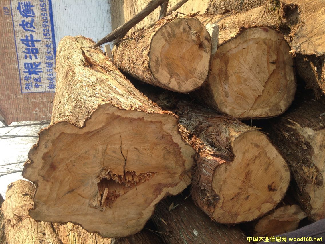 貴州油柏的詳細(xì)介紹