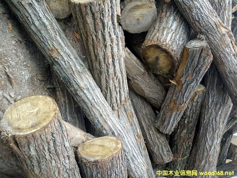 ԭľ����ľ����ľ������ľ��