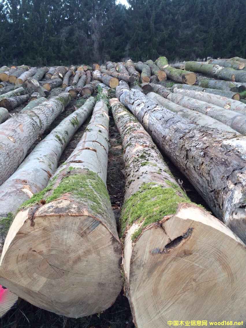 �W�ޗ�ľԭľ���̵�Ԕ��(x��)��B