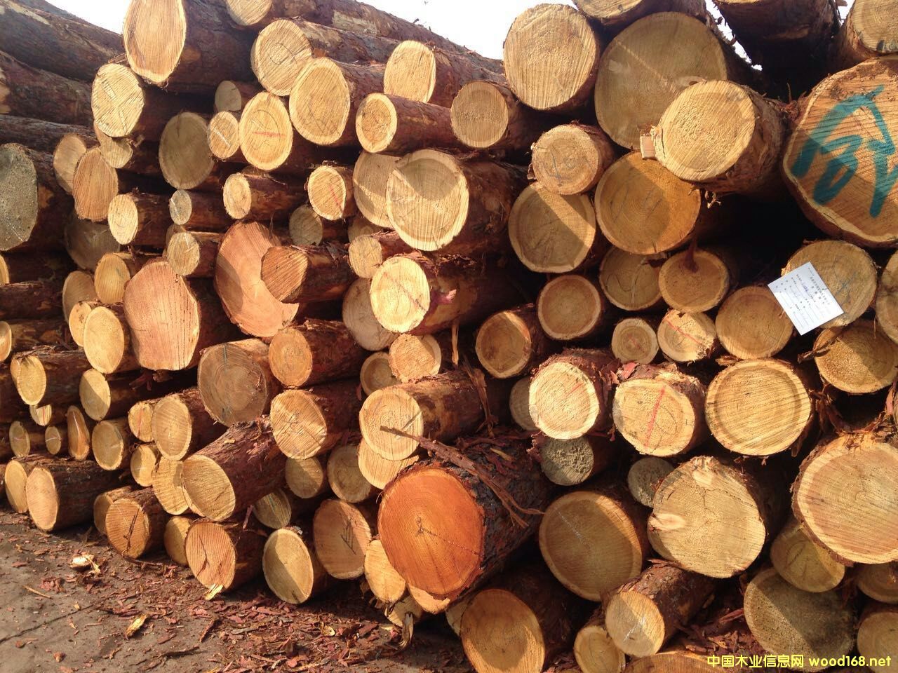 ���_˹���~��ԭľ��Ԕ��(x��)��B