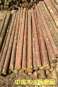 ���~�ə_�l����ľ���ӹ���