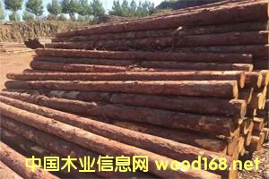 ���~�ə_�l����ľ���ӹ���