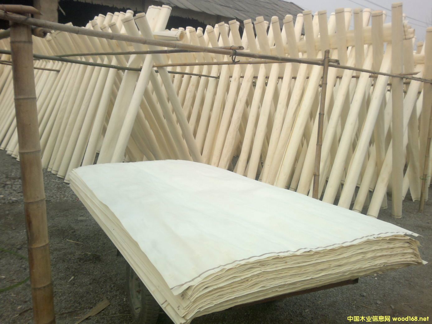 Ư�ח�ľ��Ƥ