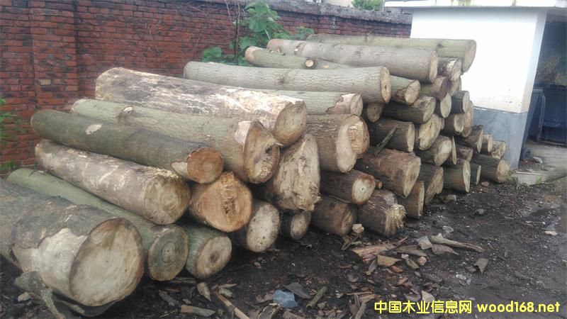 ��ͩľԭľ��䏲ĵ�Ԕ��(x��)��B