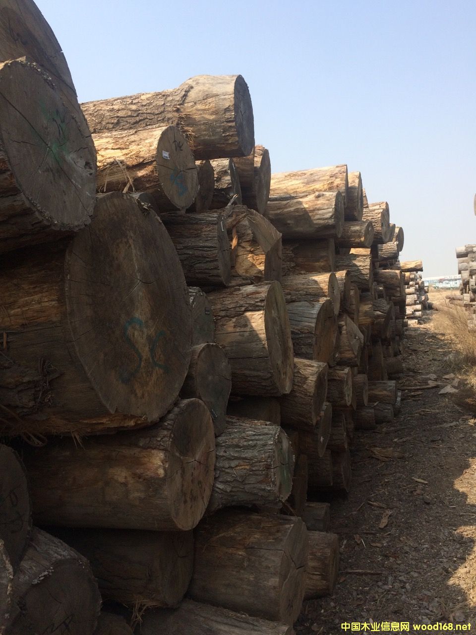 進口原木的詳細介紹