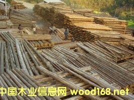 杉板的詳細(xì)介紹