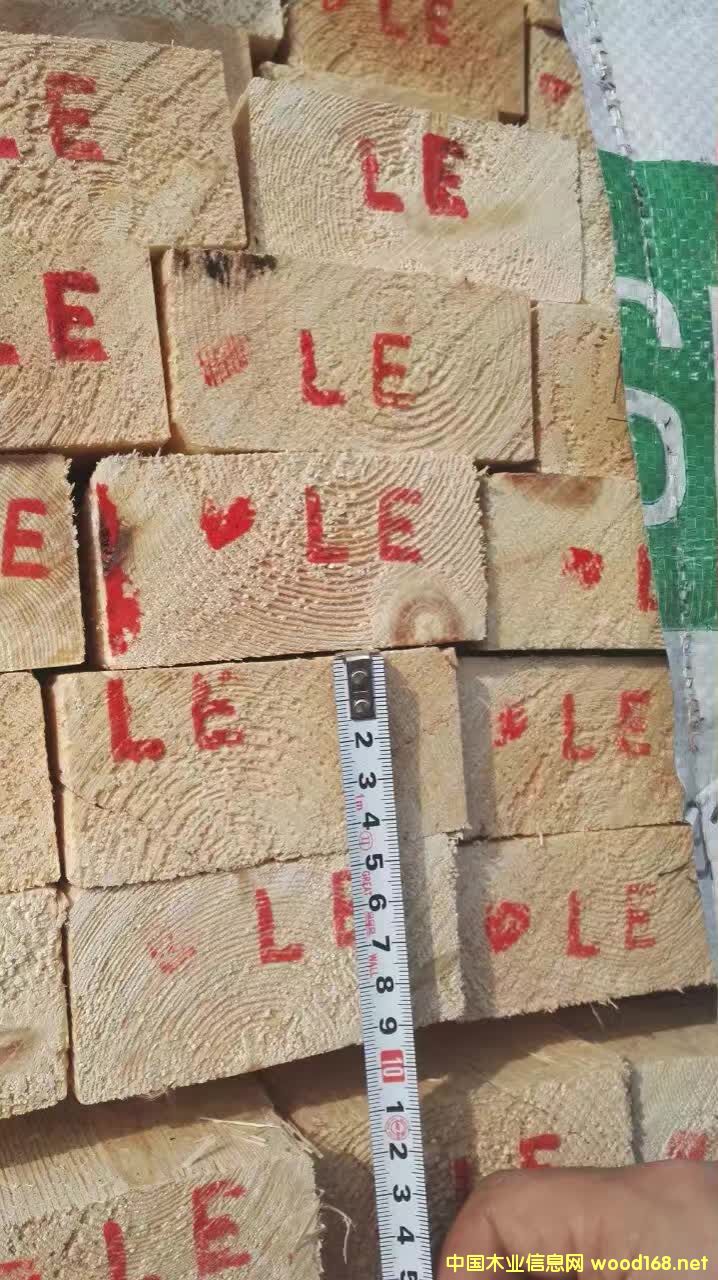 俄羅斯樟子松 俄羅斯樟子松