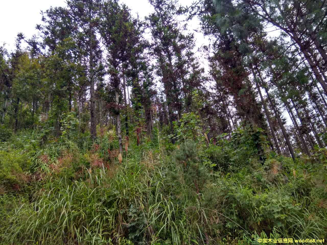 ɼľԭľ�����N�۹����Ԕ����B