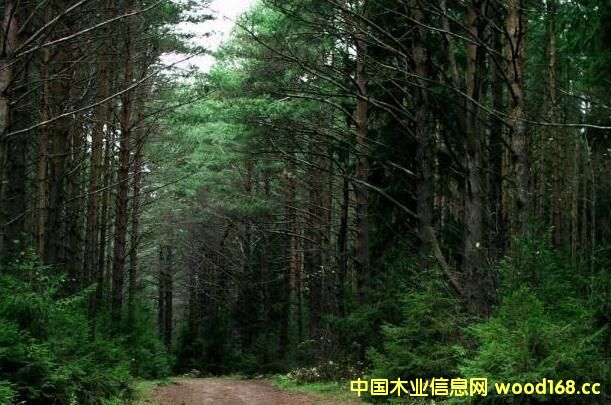 �з�Ͷ�Y�ߌ��ڶ��h�|Ͷ�Y��ľ�ļӹ��S