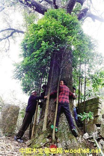 ���{�F(xi��n)800�q��z�ľ Ʒ�Nϡ�Ѓrֵ�@��