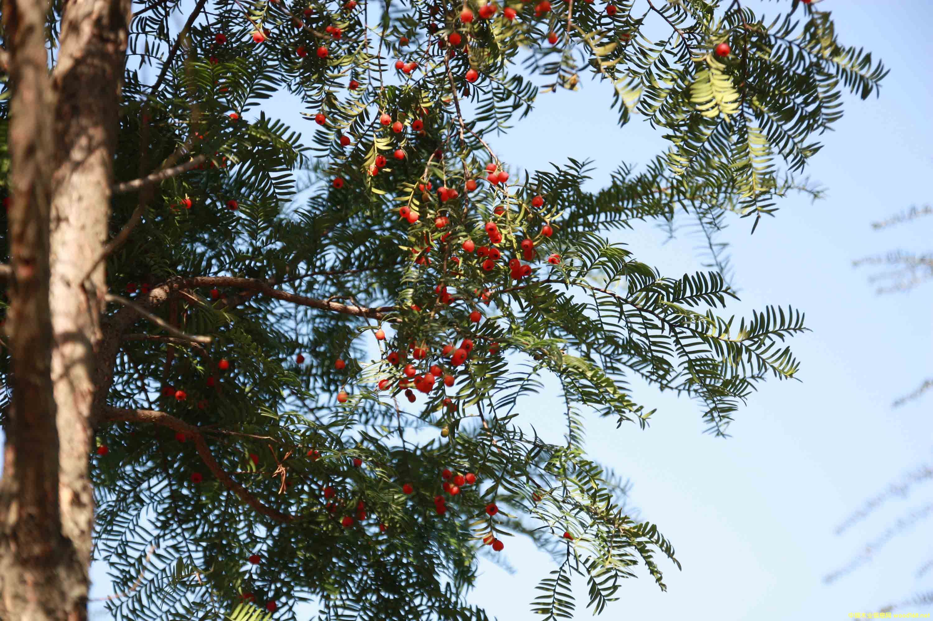 �t��ɼ��ľ�ăr(ji��)������ͨ��ľ��30��