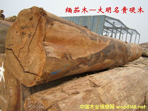 木材樹種詳解--緬茄木 俗稱:非洲菠蘿格