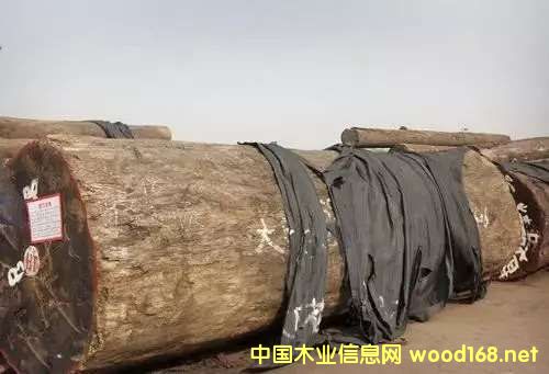 �ͻ����ϰ� ����ľδ�ОlΣ��CITES׌������֮��ĽY(ji��)��