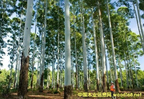 õ����ľ-��(y��u)�|(zh��)�����Іΰ��N