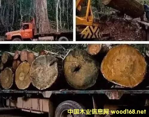 �tľ���o(w��)�Ŀ��ã���t��֦�q��40%�����黨��q��65%