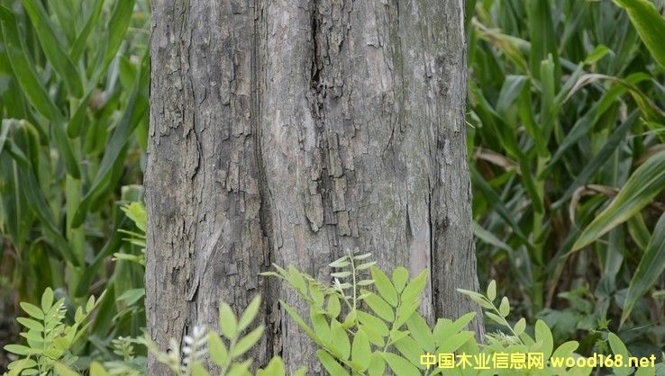 ��ֺ�S̴����t��֦��ľ�ĵĽ��׬F(xi��n)���c�A(y��)�y