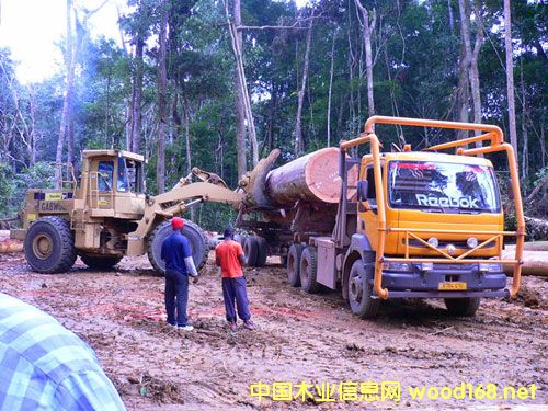 ���������˾-ԭľ�ɷ�