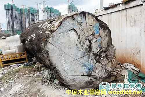 �����ٶɷ�Ժ�Ԍ����u1����������ľ ���ăr48�fԪ