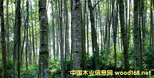 ���Ϙ壺����ľ�Ĺ��o��ȫ ���M(j��n)�a(ch��n)�I(y��)�D(zhu��n)������