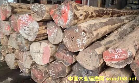 CITES���s��(gu��)���(hu��)��Ϣ���ϓ��t��֦��ֹ����