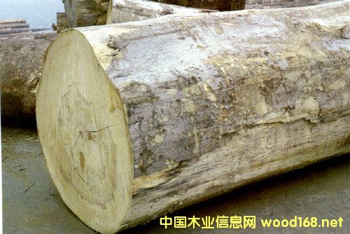 ���Ҹ�ľ���Ј�(ch��ng)�������_�Tľ����؛�ٶ����