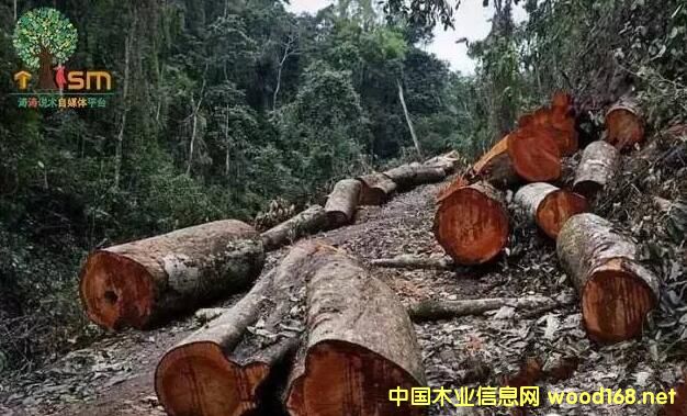 �ϓ�tľ��ֵ�����������ƄӼtľ�ٝq