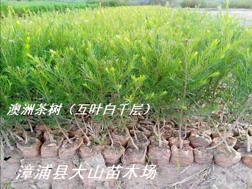 ���޲��(sh��)�绥�~��ǧ�����Ԕ��(x��)��B