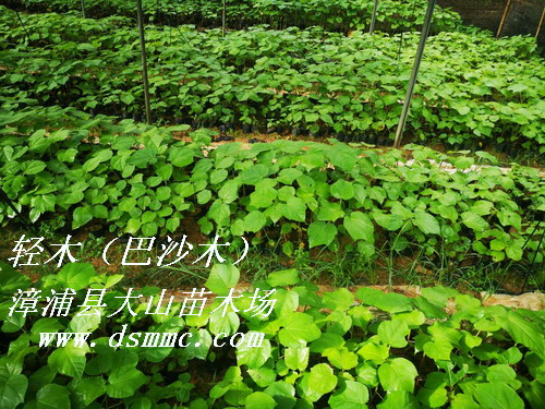 ��ɳľ���pľ��Balsa