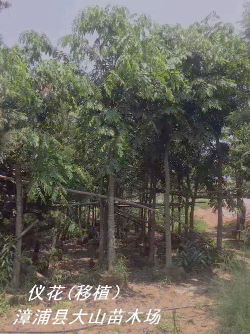 �x����(sh��)��ֲ�������Ԕ��(x��)��B