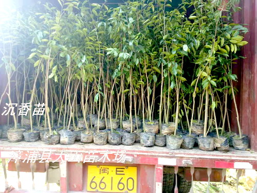 �����������ϳ������V�|����