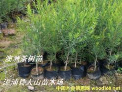 ���޲��С��