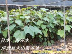 [��] ���pľ�磨Balsa����ɳľ���͠�ɳľ���͠�ɼľ��