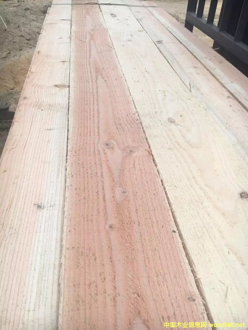 花旗松的詳細(xì)介紹