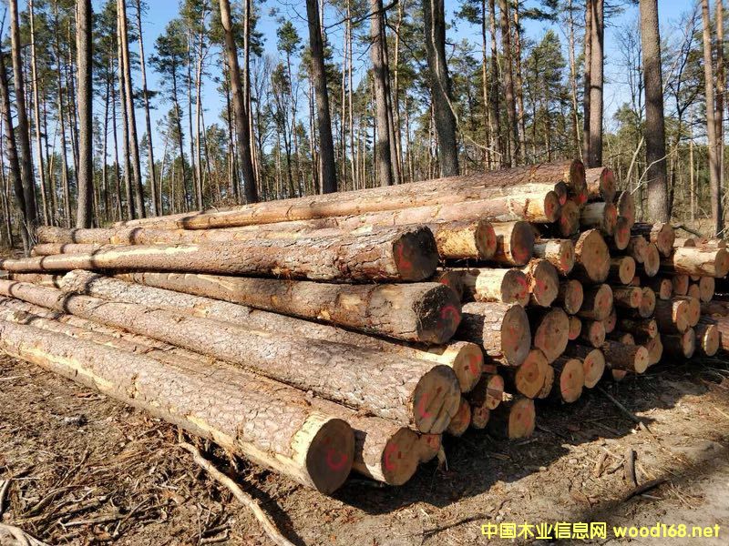 ������ԭľ��؛��Ԕ����B