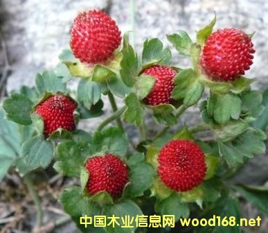 �c���鿴��ݮ�Ŵ�DƬ