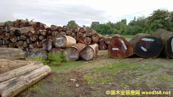 �����M(j��n)�ھ���t��֦ԭľ