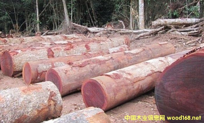 [��] �����M(j��n)�ڷ���ɳ����ԭľ���l(f��)