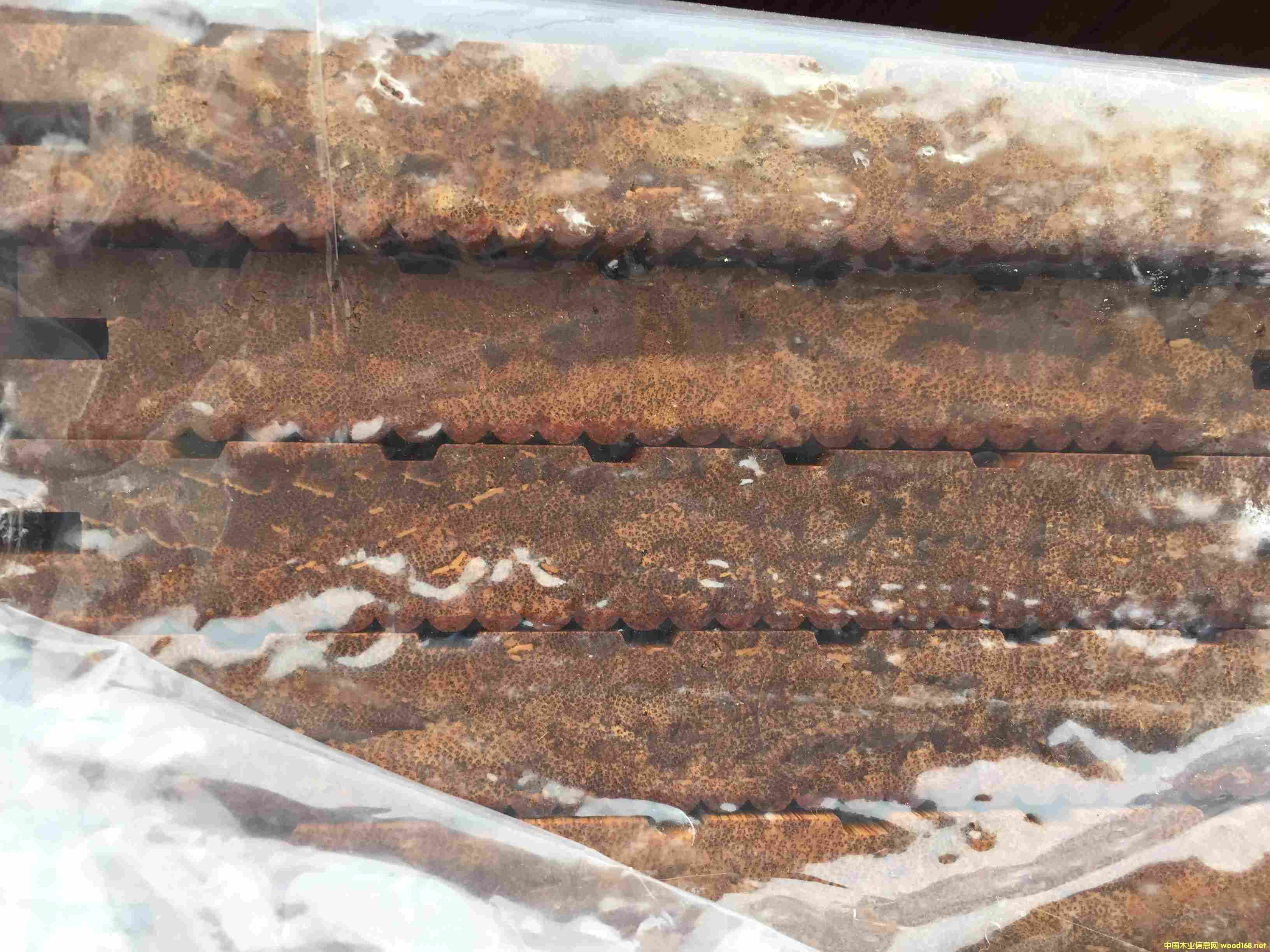 ��ľ�ذ��r ����ذ����a�S��