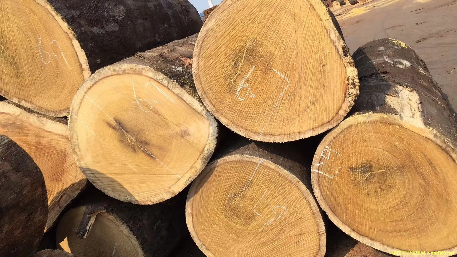 ������ľ