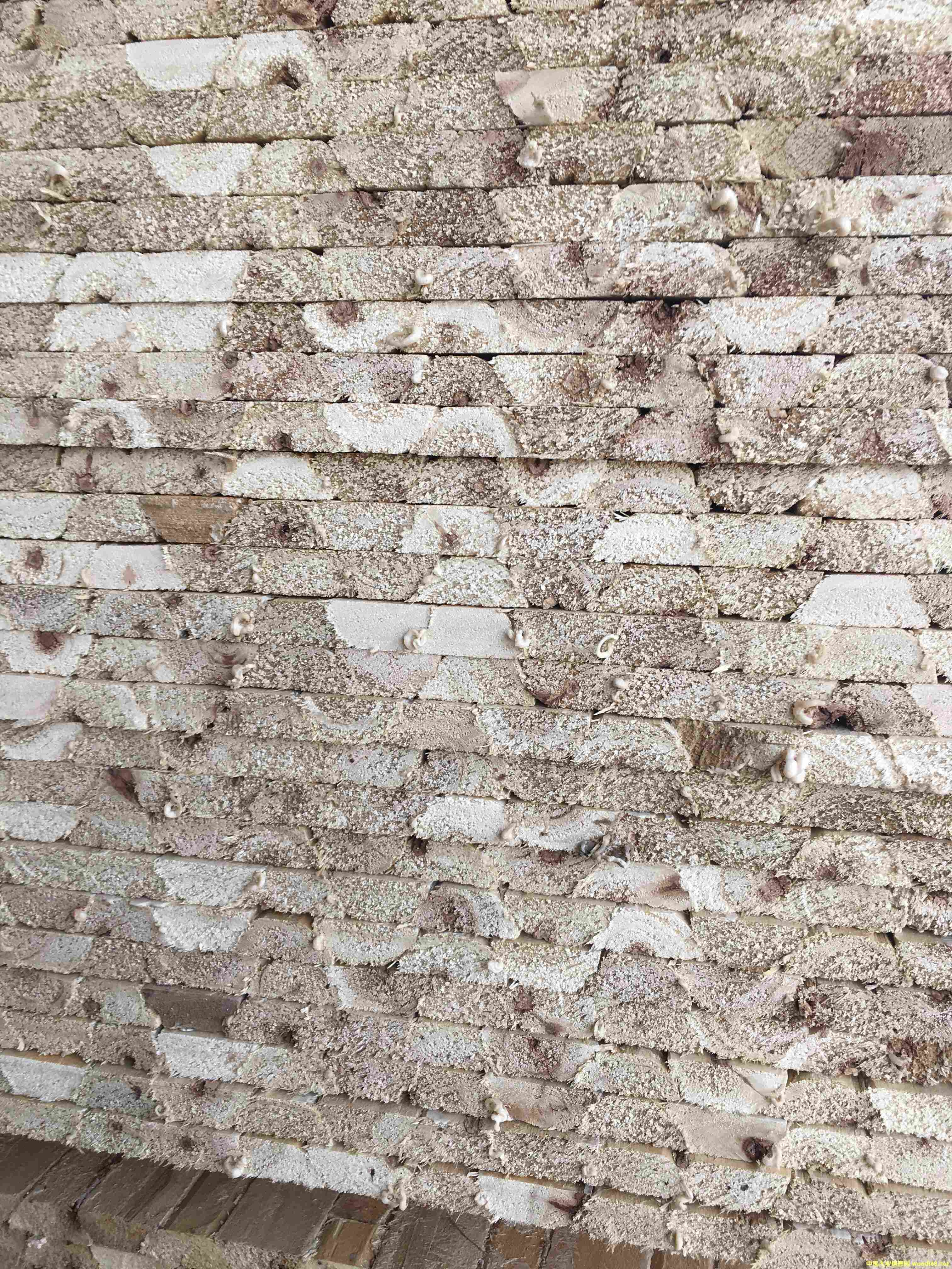 ��ľ�۲۰�о