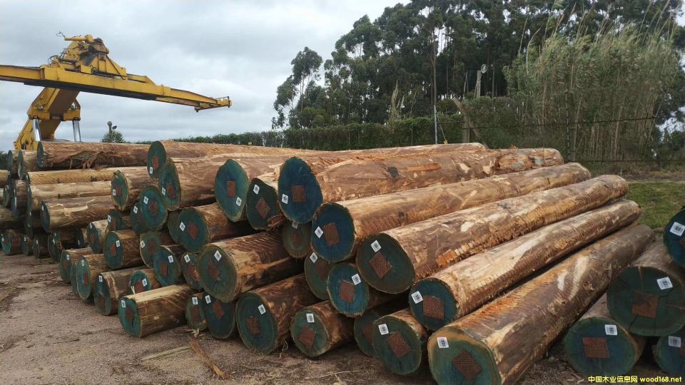 ��������ľ